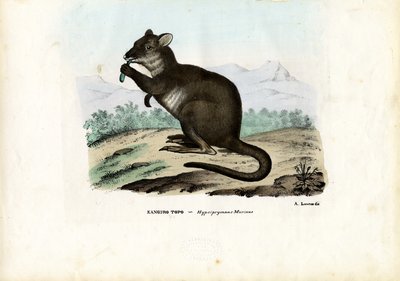 Potoroo, 1863-79 von Raimundo Petraroja